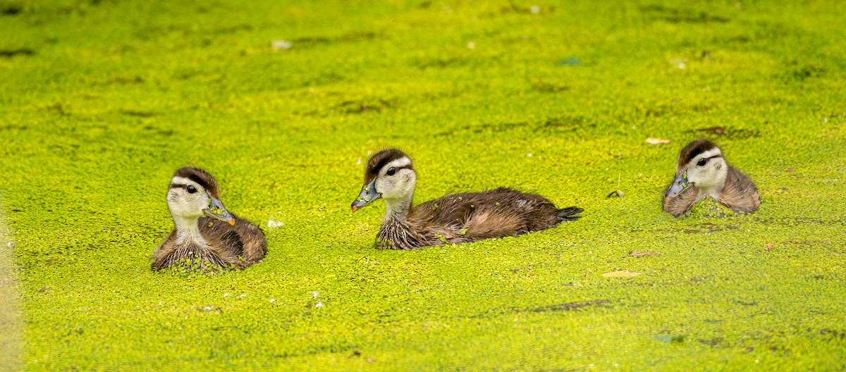 Wood Duck - ML638035782