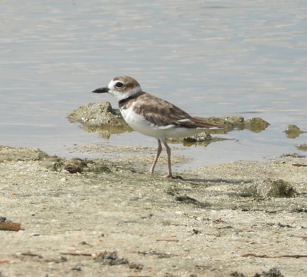 Wilson's Plover - ML638035798