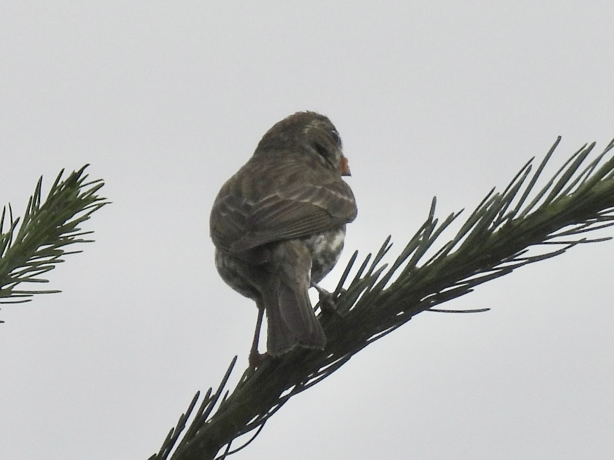 Purple Finch - ML638035845