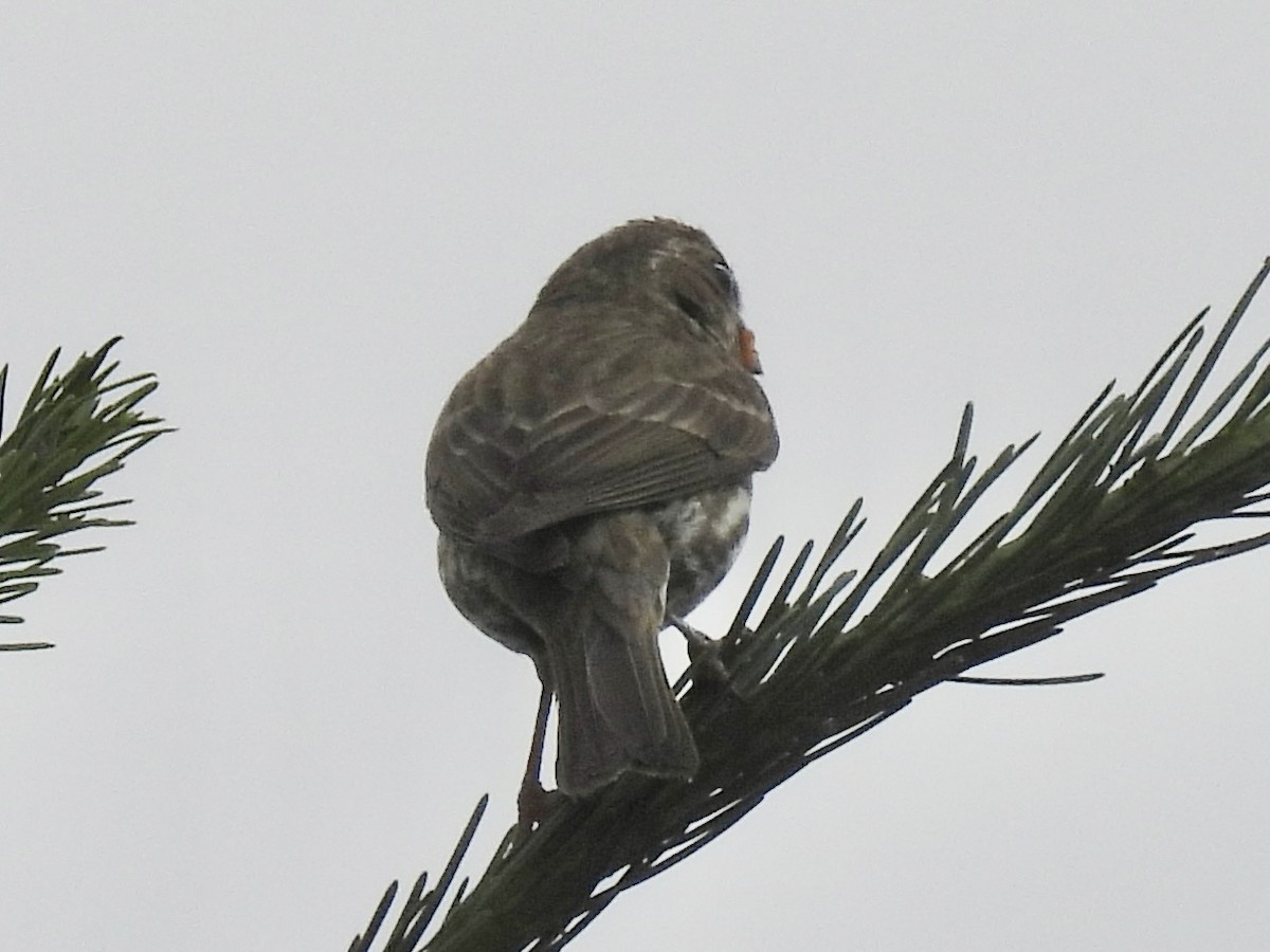 Purple Finch - ML638035846