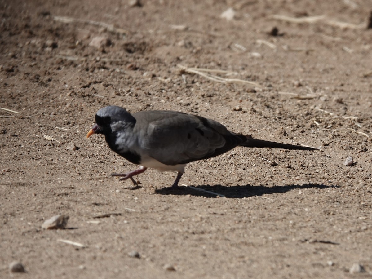 Namaqua Dove - ML638035886