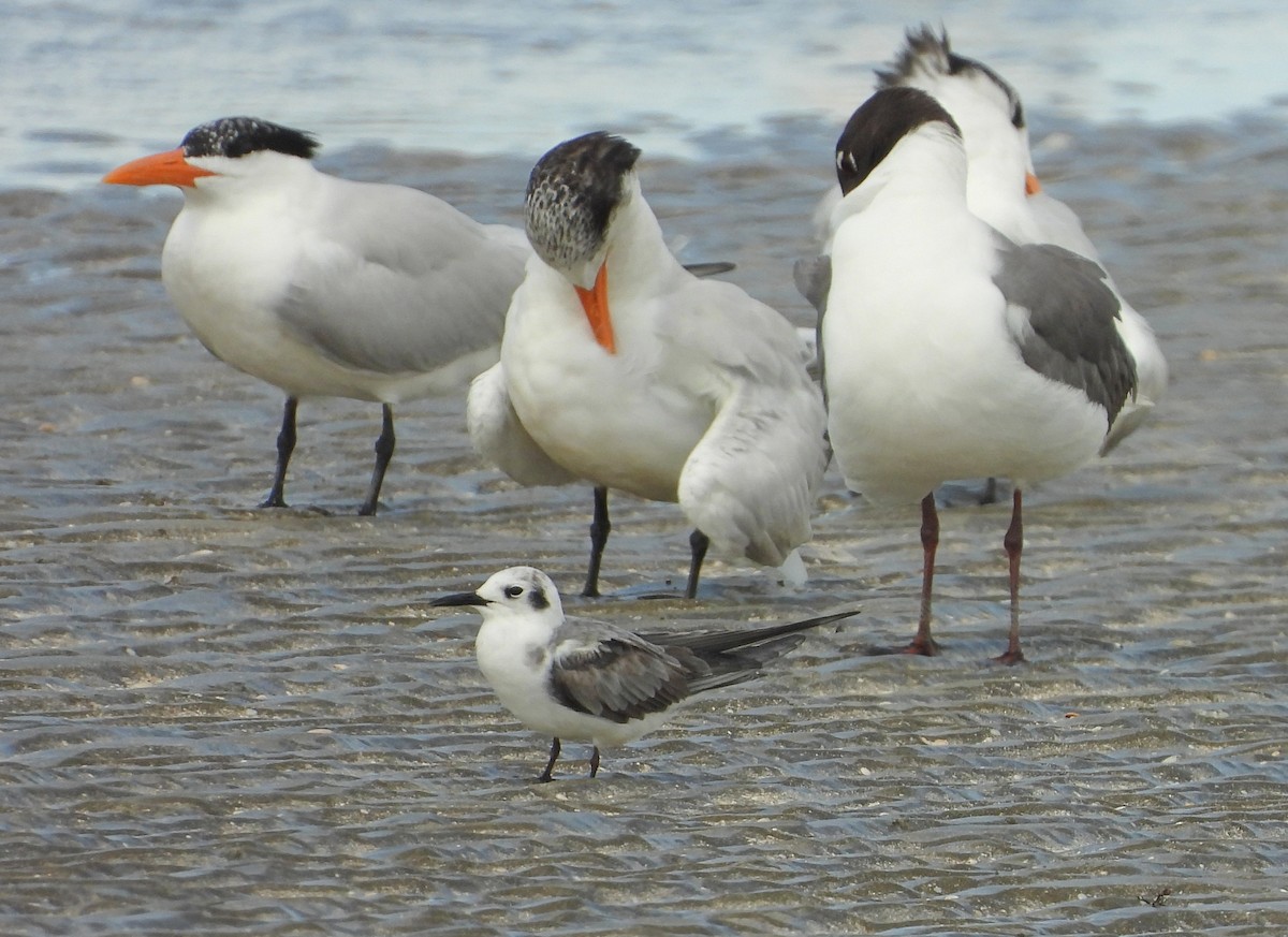 Black Tern - ML638035901