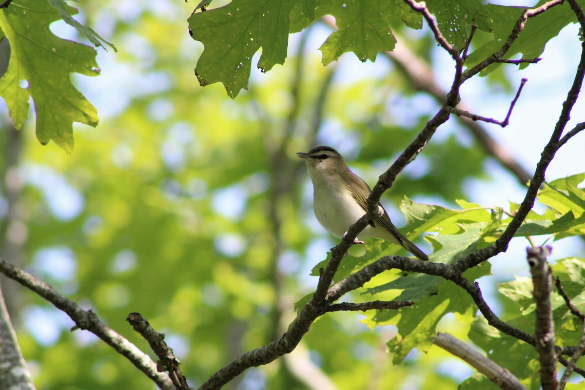 Red-eyed Vireo - ML638035915