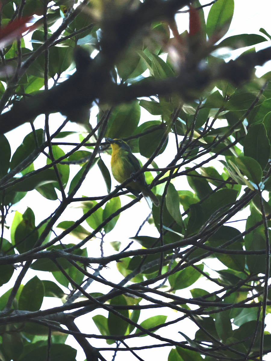 Slaty-capped Shrike-Vireo (Slaty-capped) - ML638035930