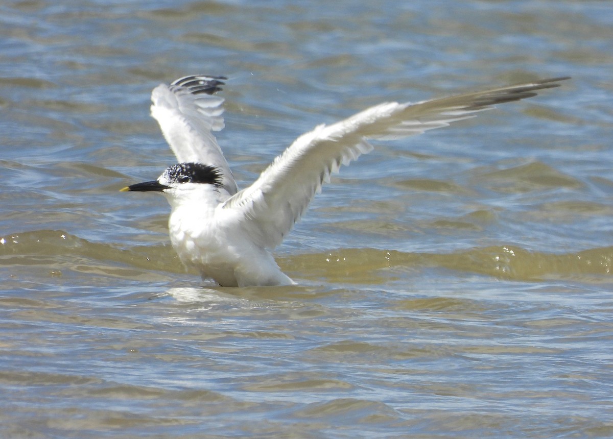 Sandwich Tern - ML638035936