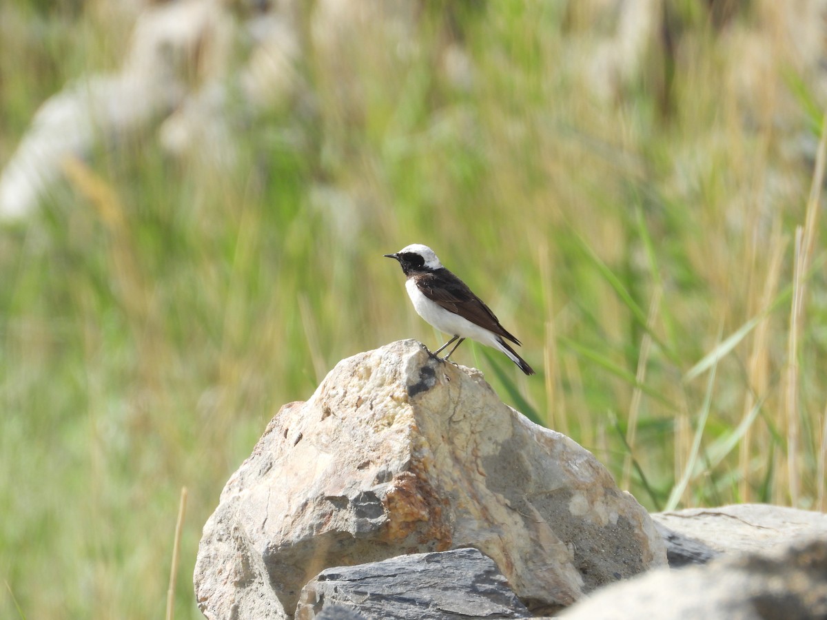 Pied Wheatear - ML638035969