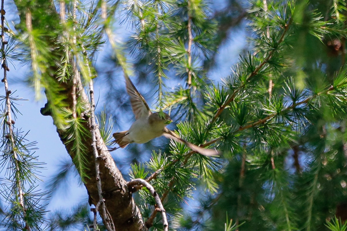Western Bonelli's Warbler - ML638035991