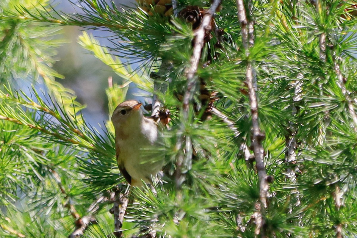 Western Bonelli's Warbler - ML638035992