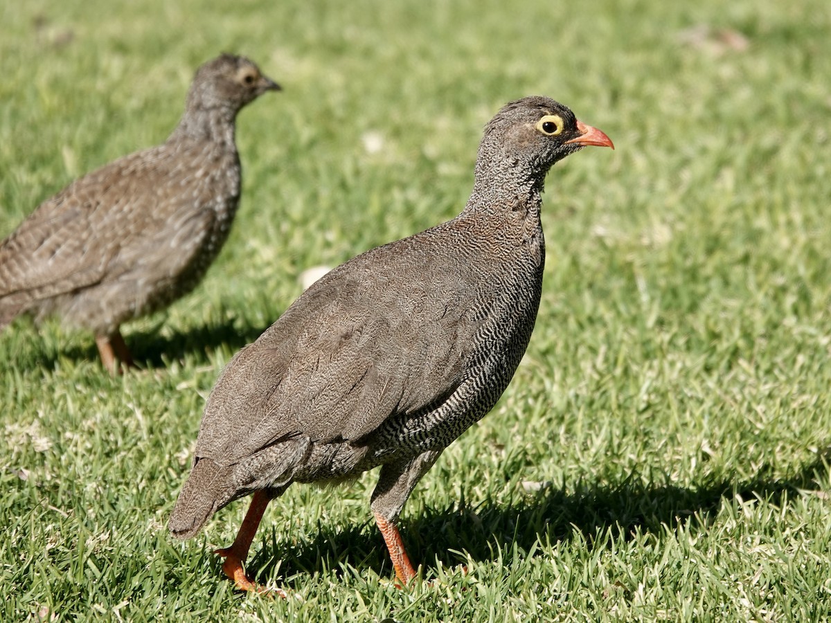 Red-billed Spurfowl - ML638036007