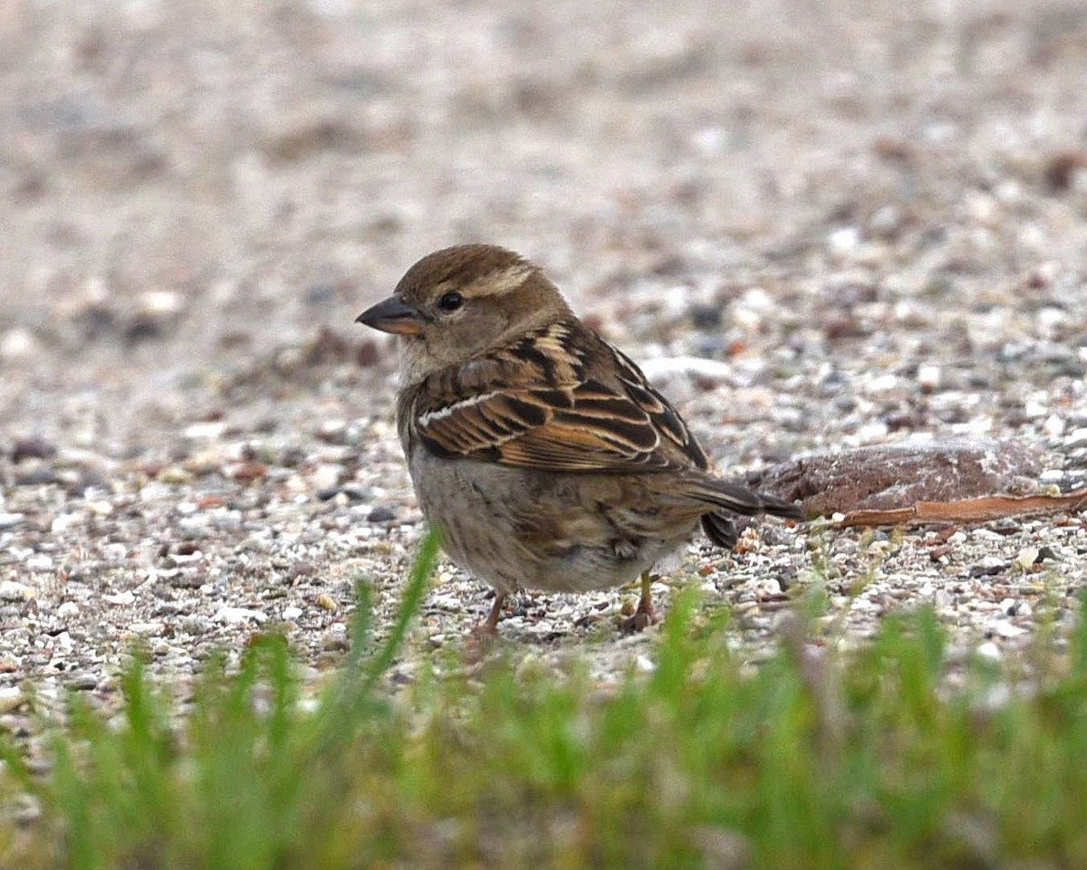 Spanish Sparrow - ML638036014
