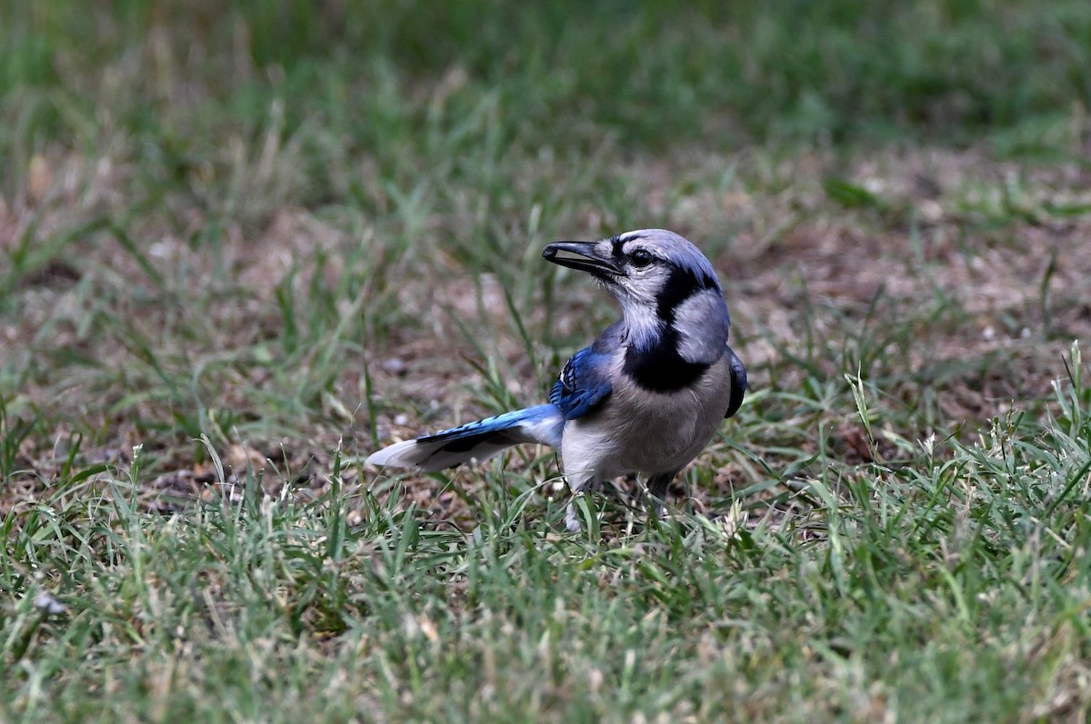 Blue Jay - ML638036025