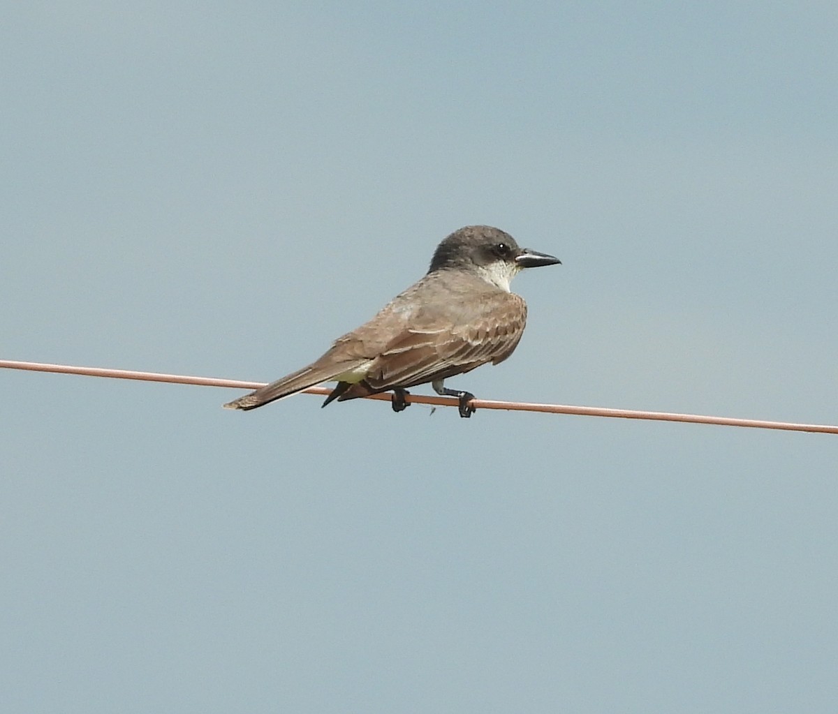 Gray Kingbird - ML638036027