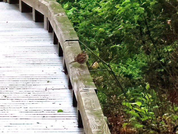 strnadec bělohrdlý - ML638036028