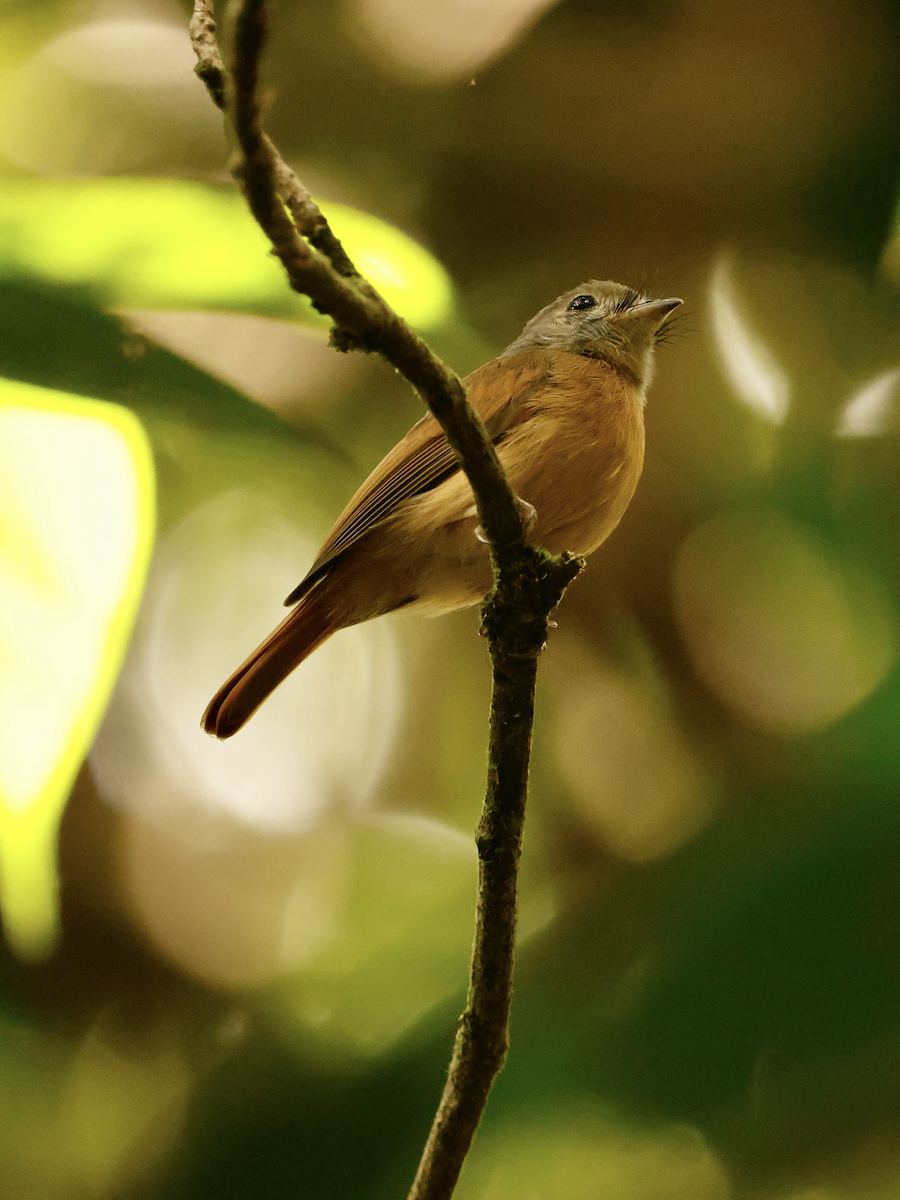 Ruddy-tailed Flycatcher - ML638036041