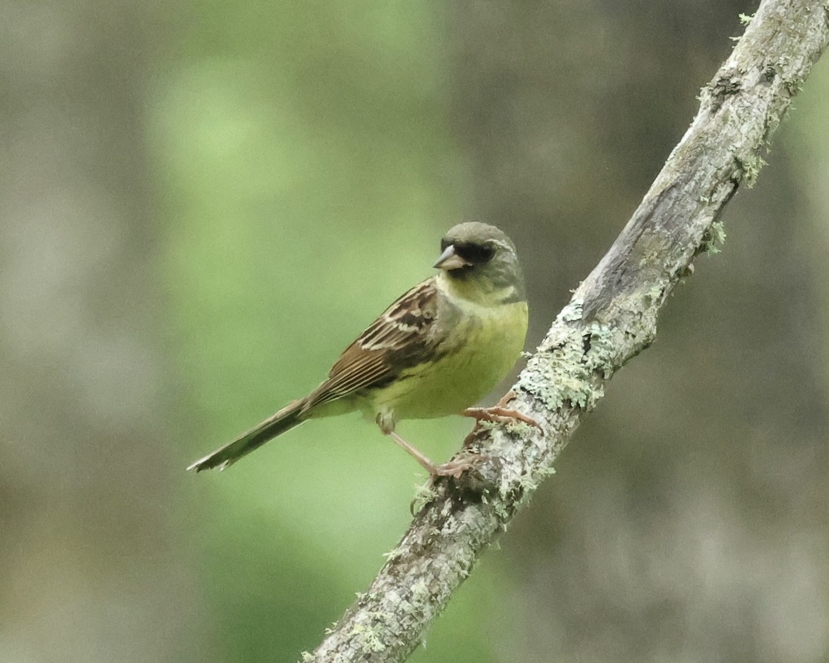Masked Bunting - ML638036054