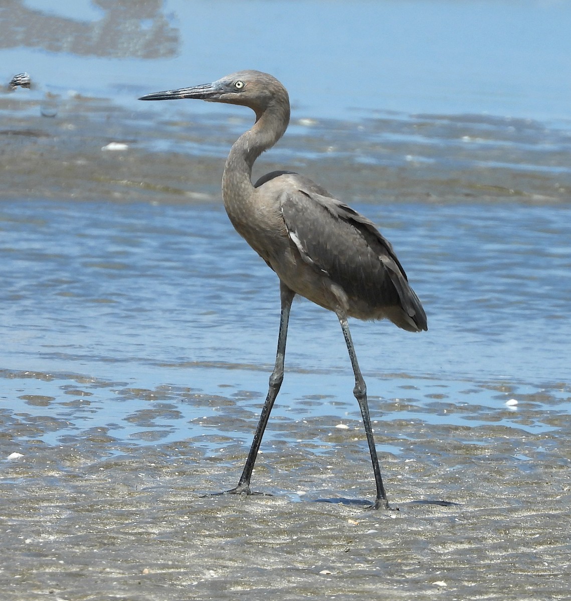 Reddish Egret - ML638036065