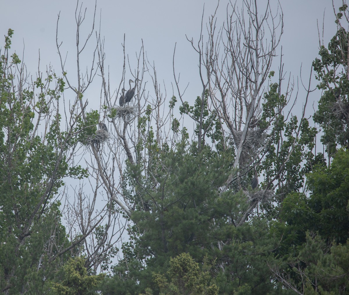 Great Blue Heron - ML638036067