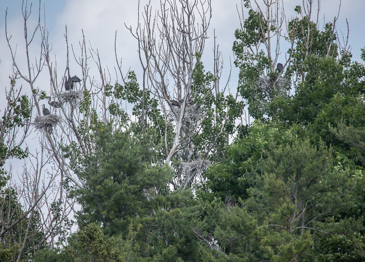 Great Blue Heron - ML638036068