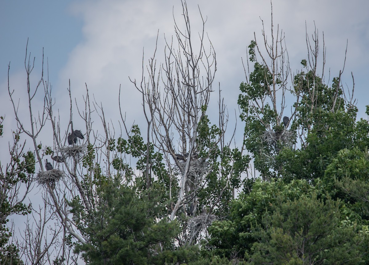 Great Blue Heron - ML638036069