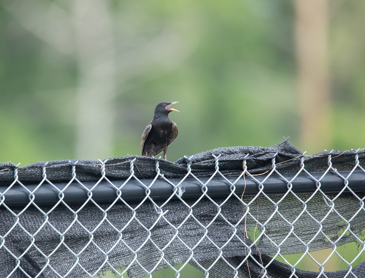 Хар тодол - ML638036070