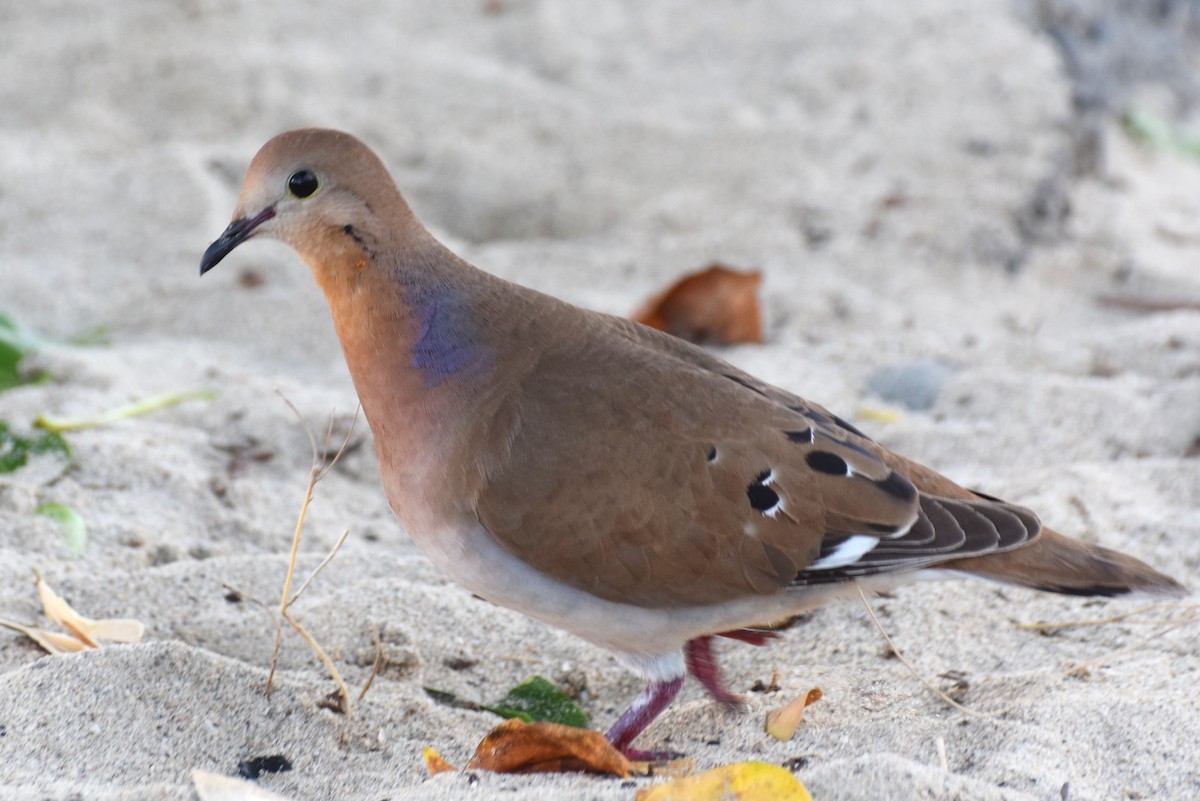 Zenaida Dove - ML638036085