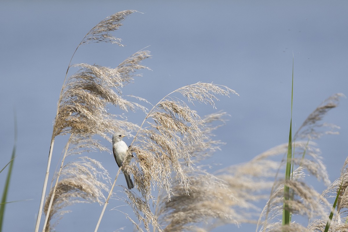 Eurasian Penduline-Tit - ML638036089