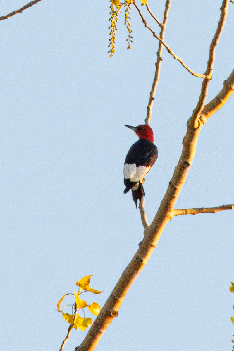 Red-headed Woodpecker - ML638036092