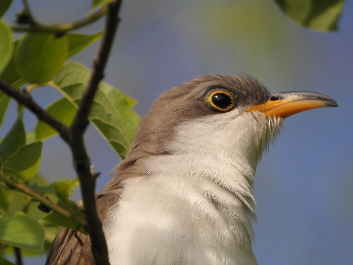Yellow-billed Cuckoo - ML638036105