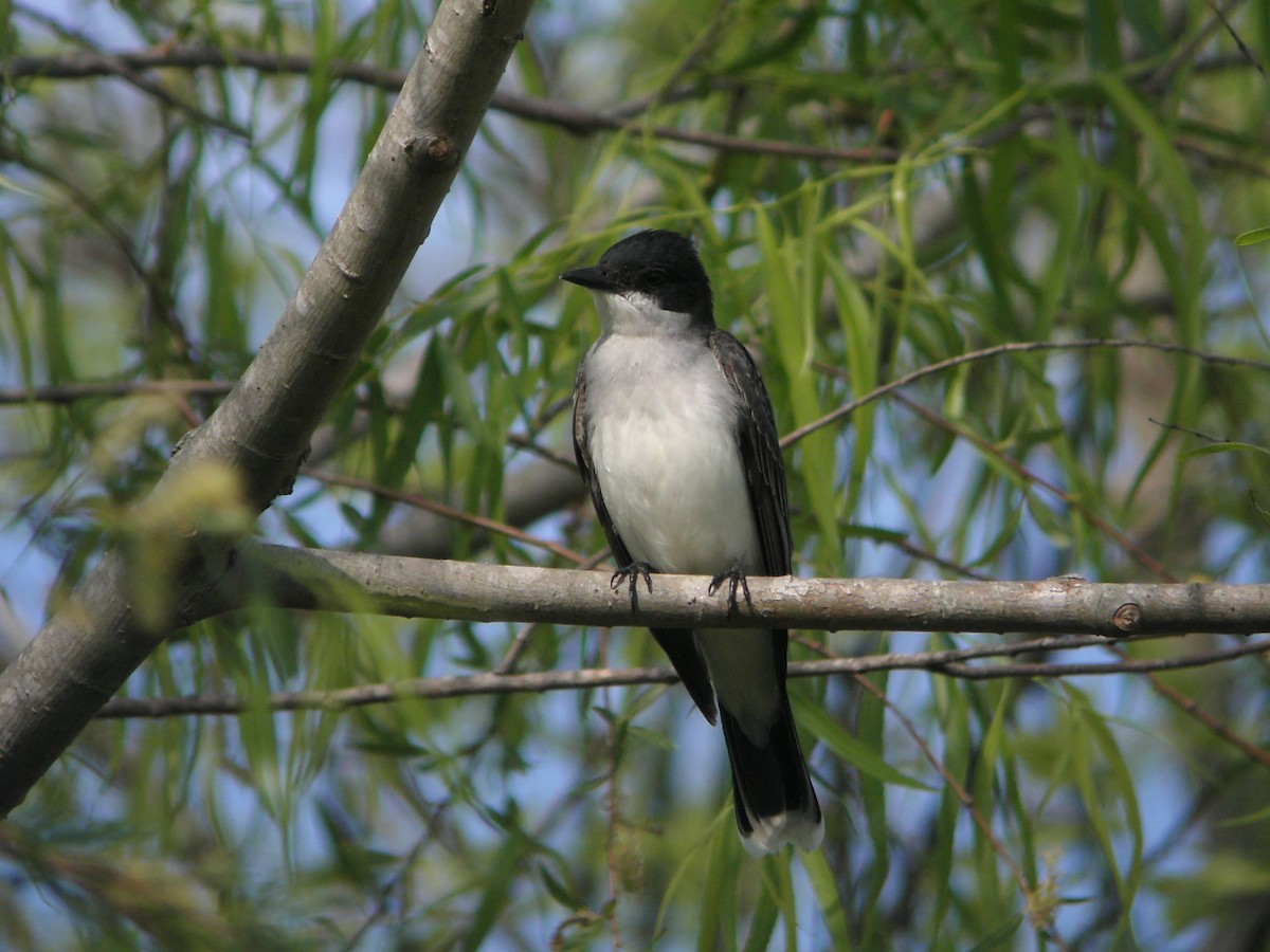 Eastern Kingbird - ML638036133