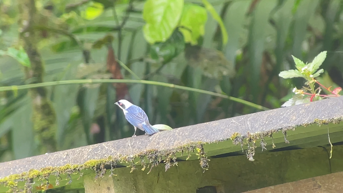 Fawn-breasted Tanager - ML638036187
