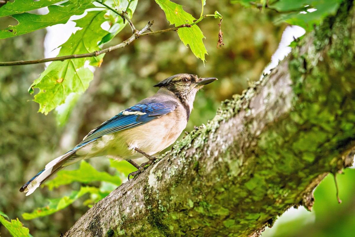 Blue Jay - ML638036196