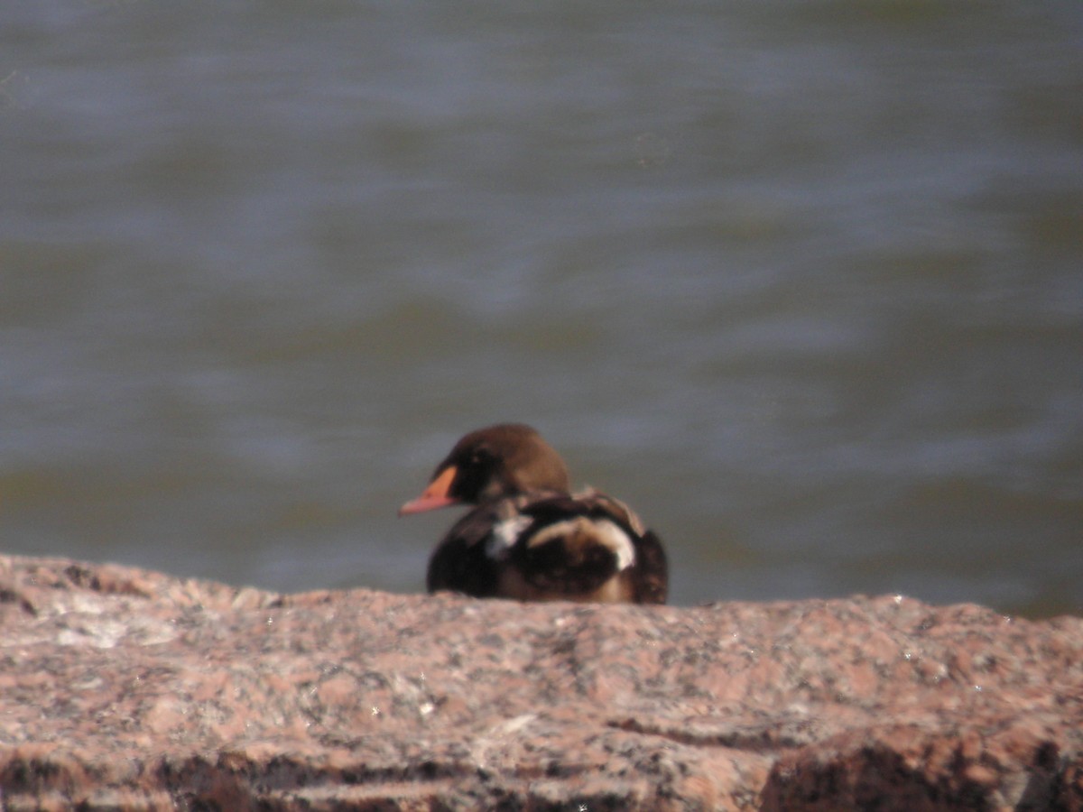 King Eider - ML638036202