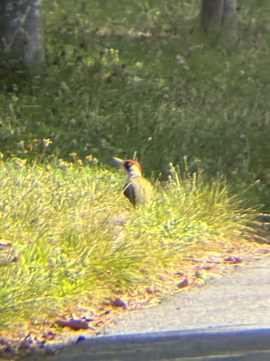 Eurasian Green Woodpecker - ML638036208
