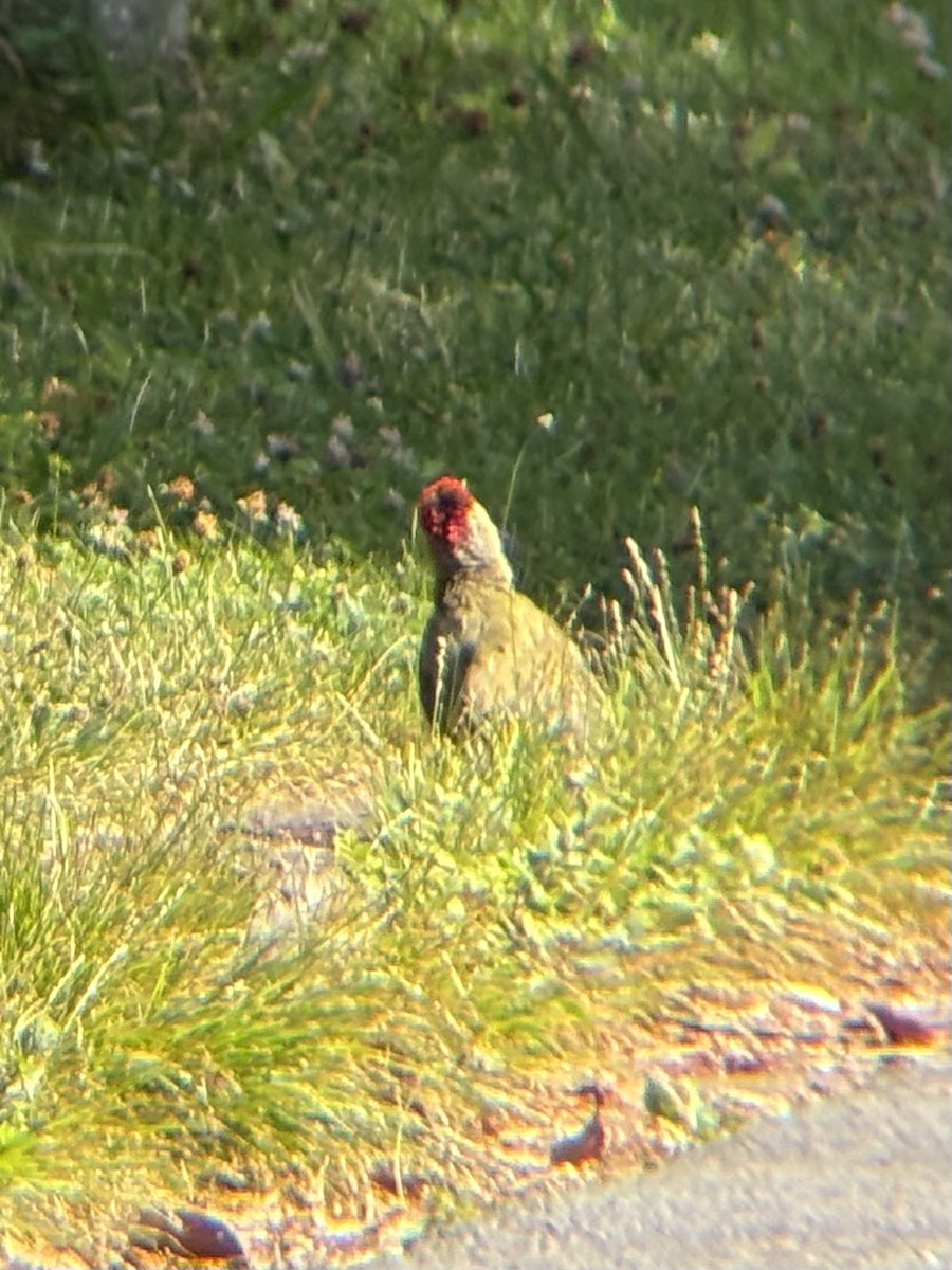 Eurasian Green Woodpecker - ML638036209