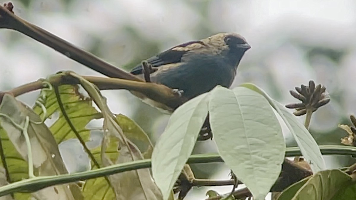 Metallic-green Tanager - ML638036216