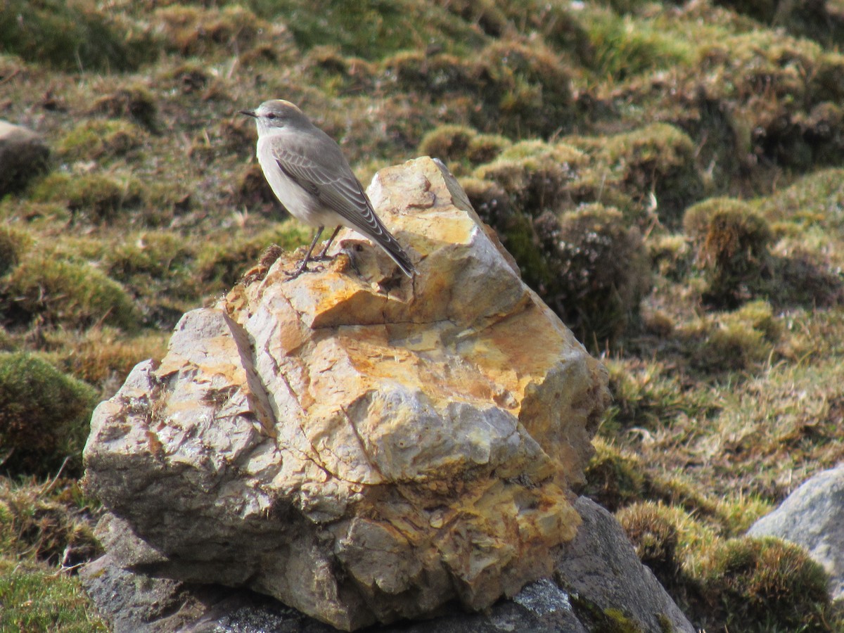 Ochre-naped Ground-Tyrant - ML638036224