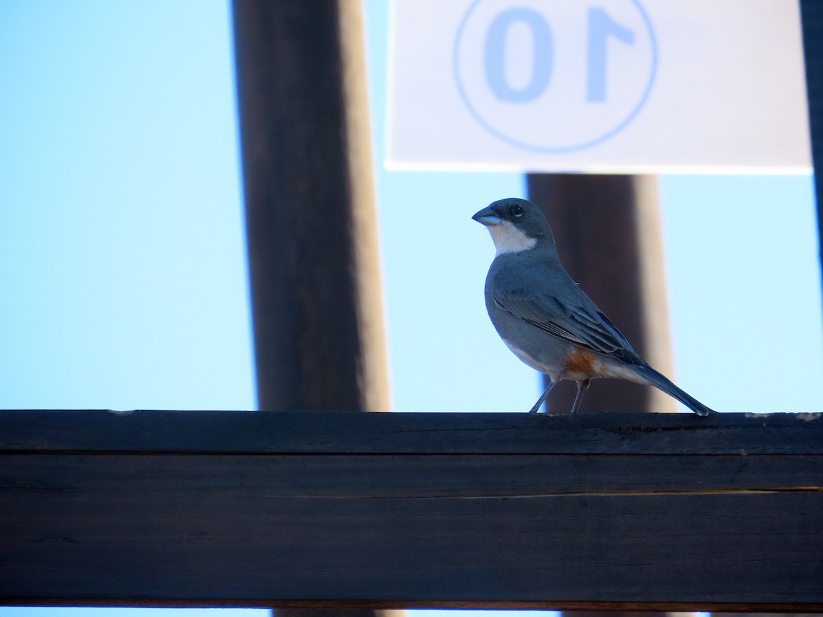 Diuca Finch - ML638036226