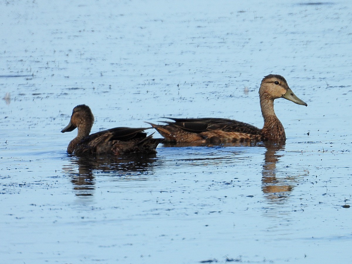 Mottled Duck - ML638036227