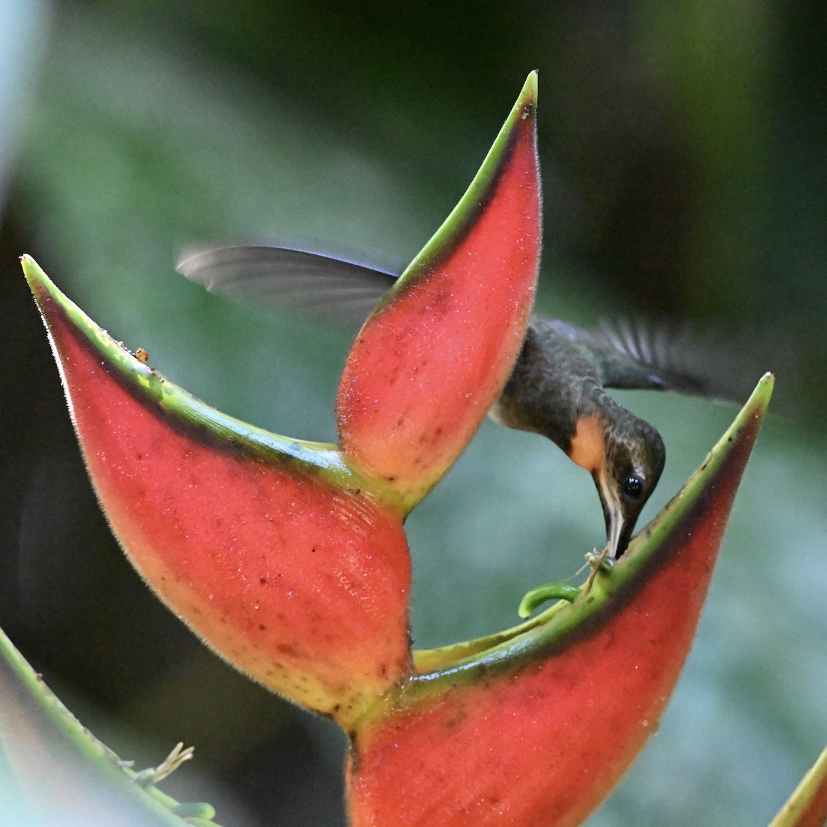 Pale-tailed Barbthroat - ML638036239