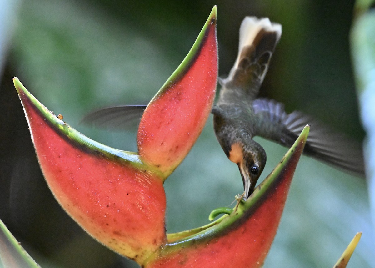 Pale-tailed Barbthroat - ML638036242