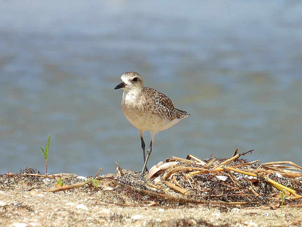Black-bellied Plover - ML638036246