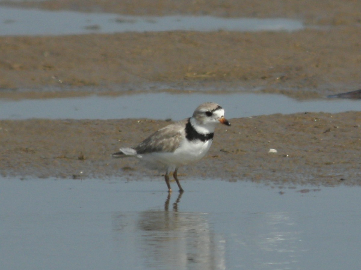 Piping Plover - ML638036250