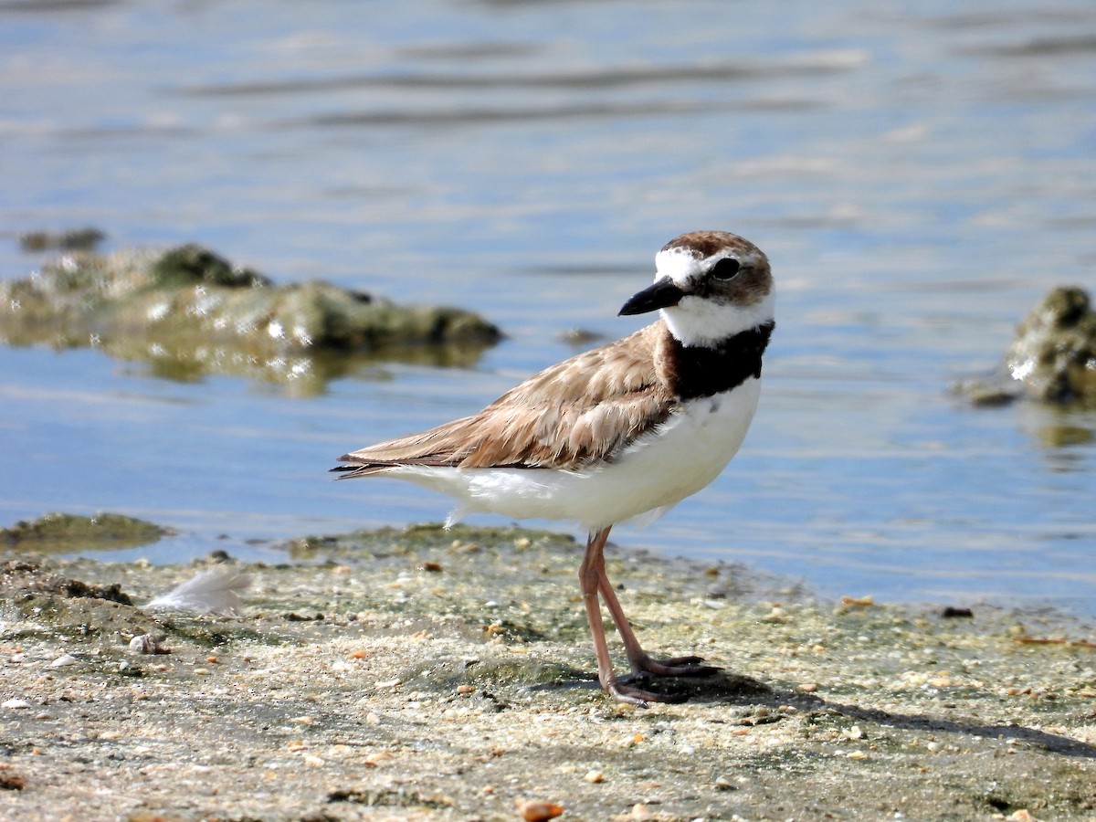 Wilson's Plover - ML638036282