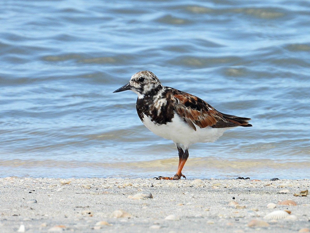 Ruddy Turnstone - ML638036290