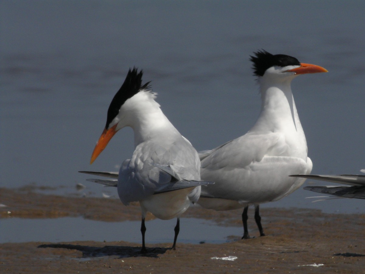 Royal Tern - ML638036292