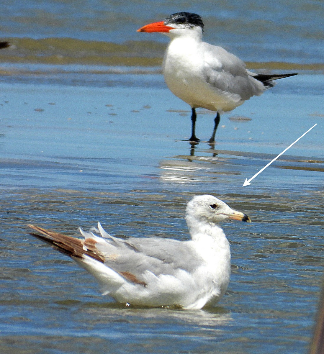 Ring-billed Gull - ML638036304