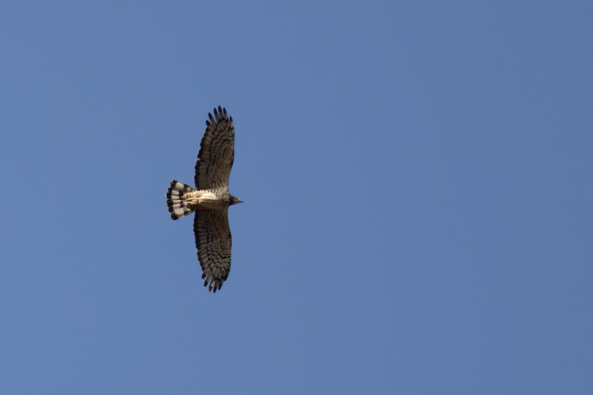 Oriental Honey-buzzard - ML638036317