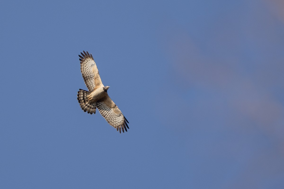 Oriental Honey-buzzard - ML638036318