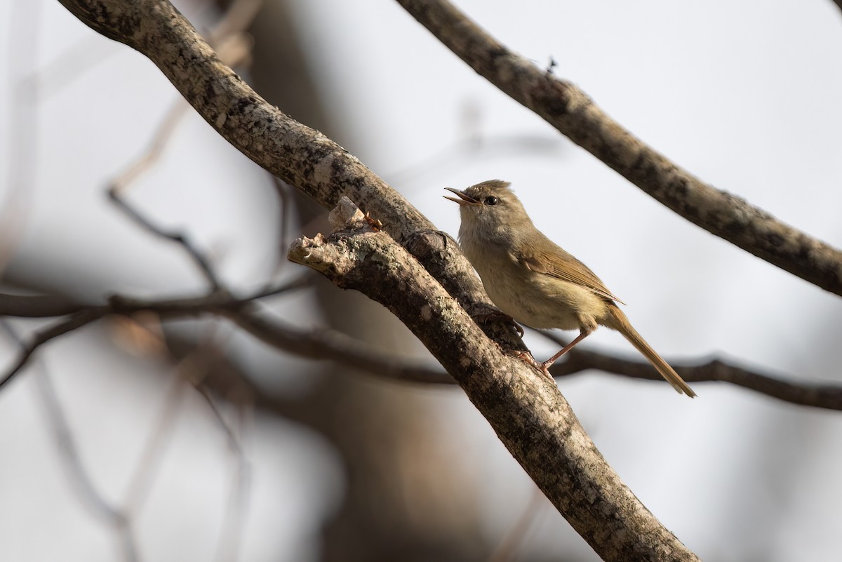 Japanese Bush Warbler - ML638036332