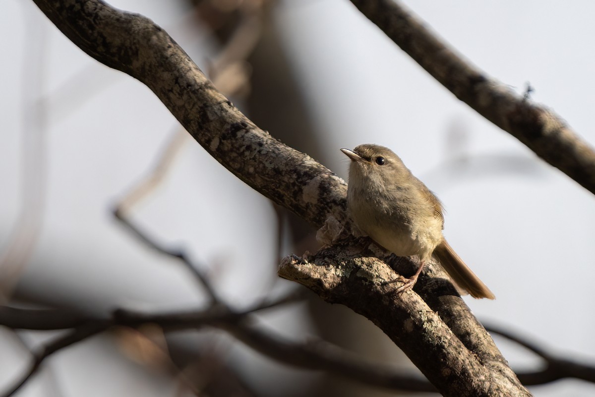 Japanese Bush Warbler - ML638036333